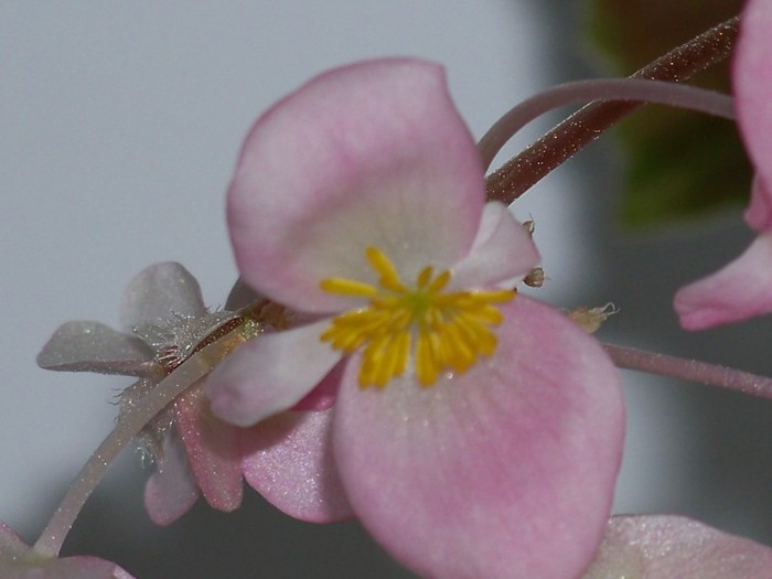 100_2902 - Flori 2011