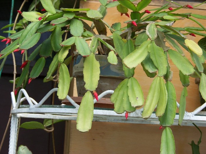 100_3262 - Flori 2011