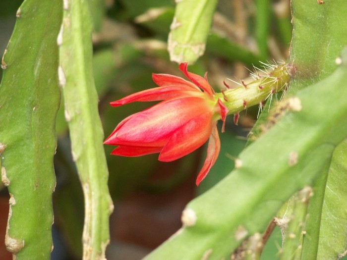 100_3273 - Flori 2011