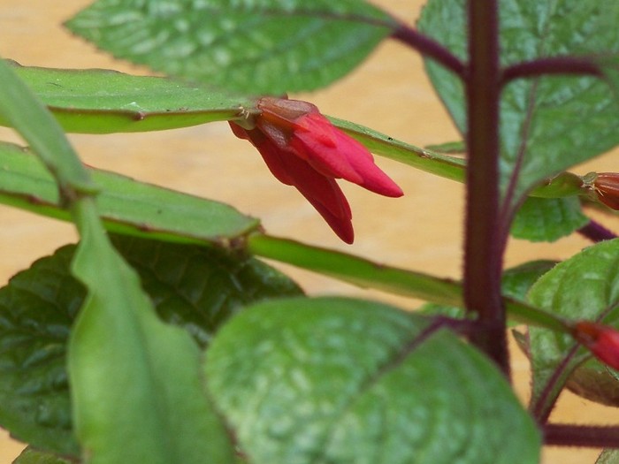 100_3276 - Flori 2011