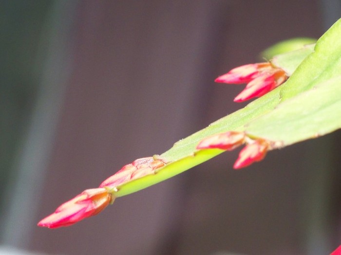 100_3277 - Flori 2011