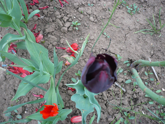 P1060709