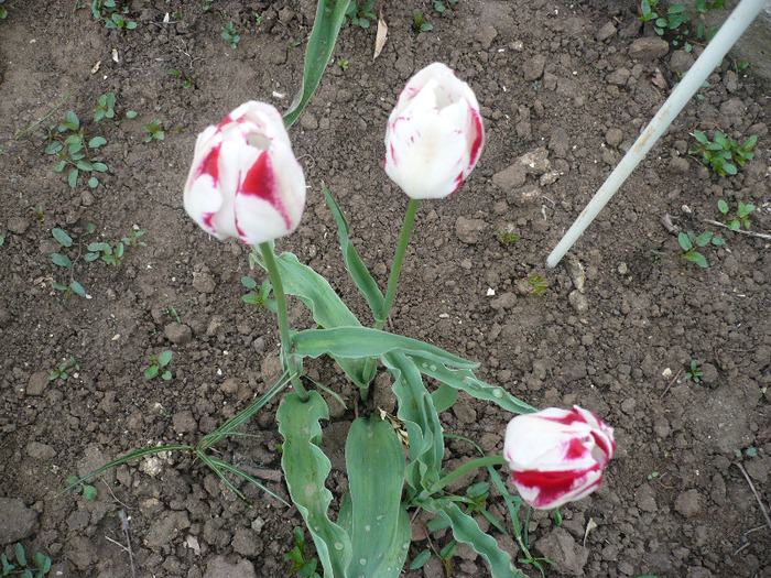 P1060719