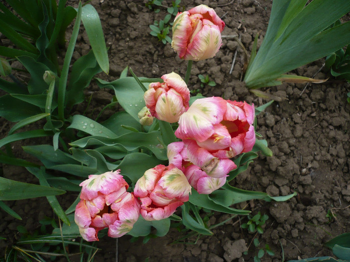 P1060723