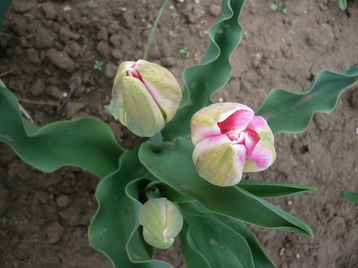 P1060731
