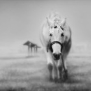 wallpaper_cal-in-alb-negru-150x150[1] - Cai si ponei
