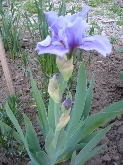 005
