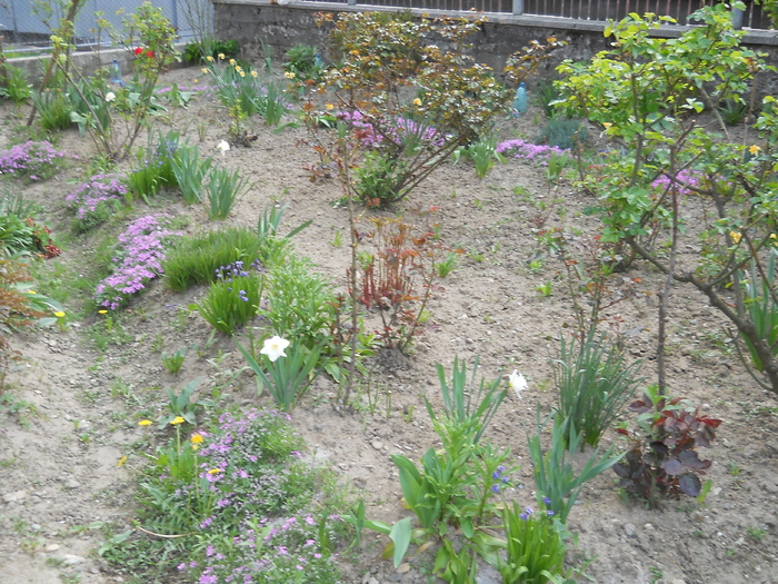 Picture 057 - Parcul dendrologic si inca