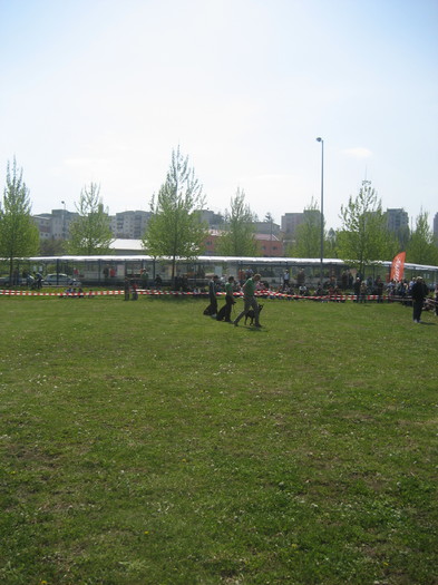 IMG_0393 - Prezentare rase Cluj Napoca 2011