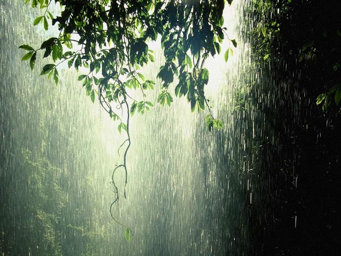 Rain_Forest_Tropic - RaiiN