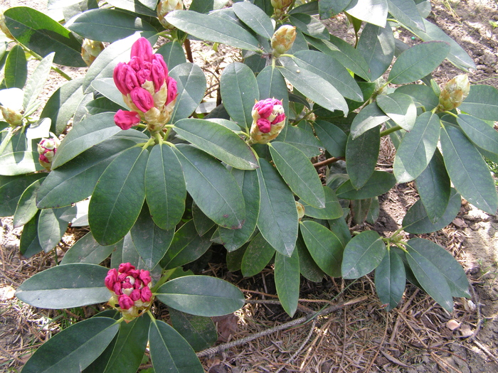 Rhodo