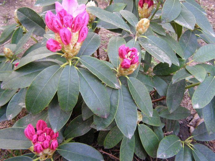 Acelasi rhodo