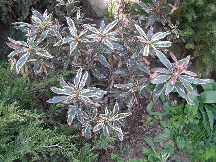 Rhodo variegat