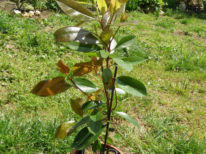 Photinia