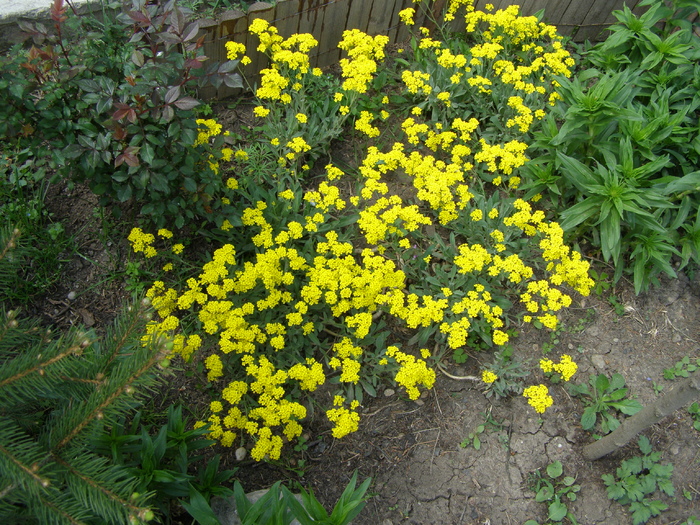Alyssum