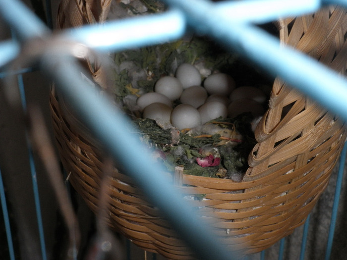 au batut recordu 11 oua :); 11 oute mici
