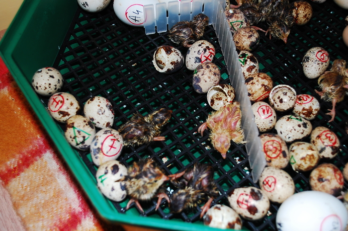 aprilie 2011, seria 2