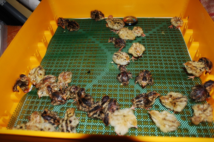 aprilie 2011, seria 2