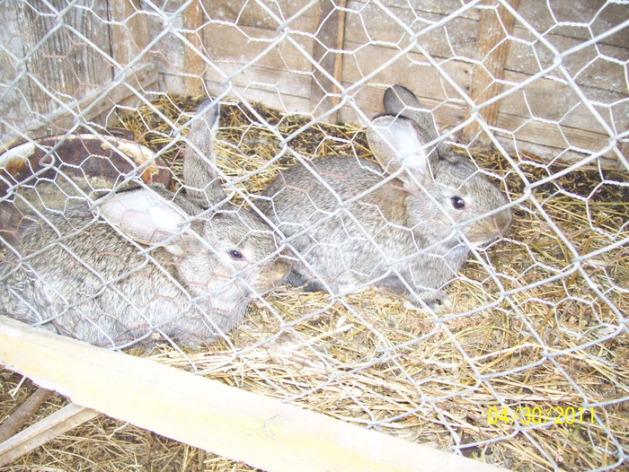 Picture 241 - iepuri apr 30