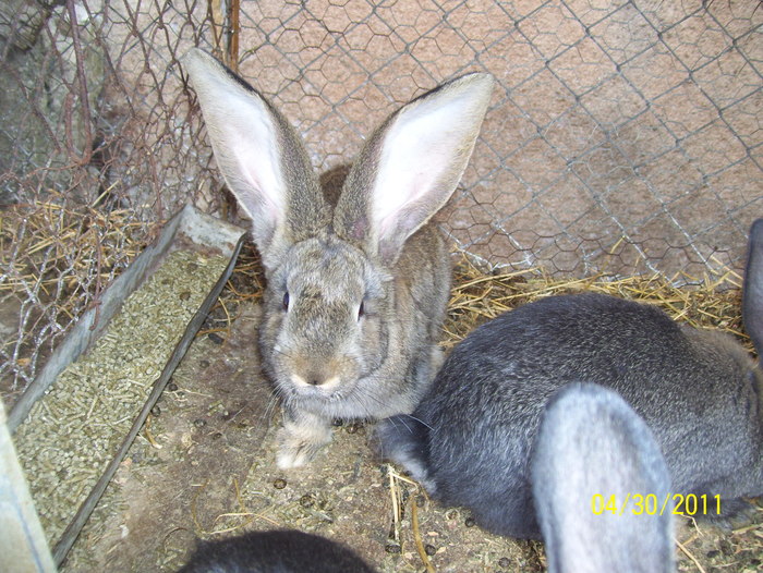 Picture 251 - iepuri apr 30