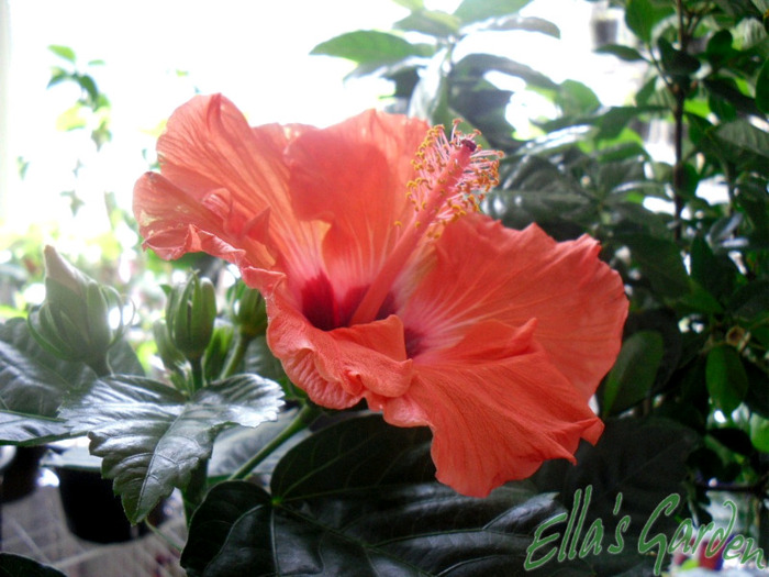 Mandarin Wind - 2011 Hibiscus