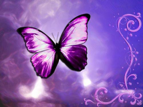 Purple Buterfly