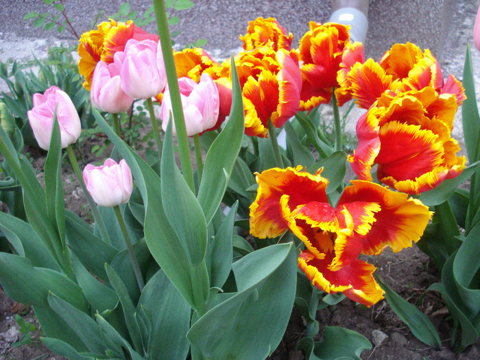 Tulips (2011, May 01)