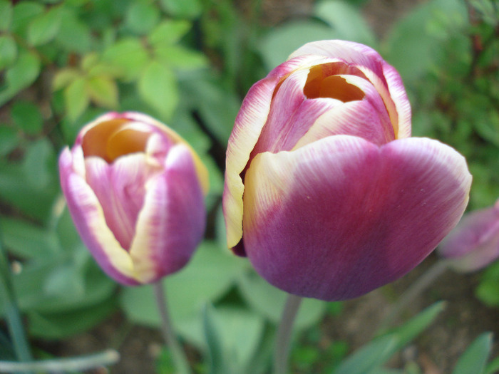 Tulipa Atlantis (2011, April 29) - Tulipa Atlantis