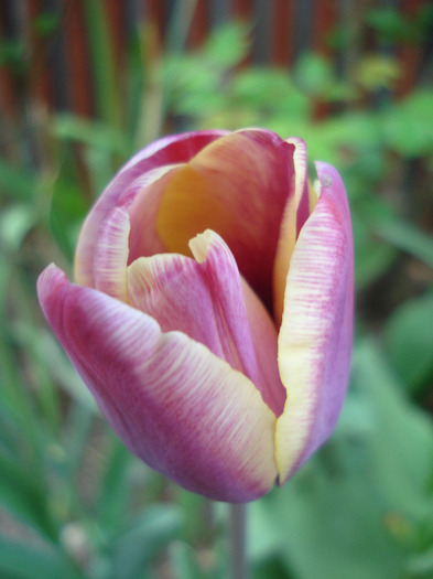 Tulipa Atlantis (2011, April 29)