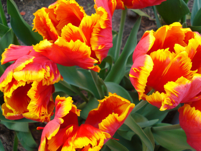 Tulipa Bright Parrot (2011, April 29)