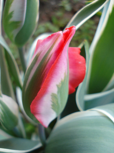 Tulipa Esperanto (2011, April 29)