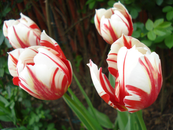 Tulipa Happy Generation (2011, April 29)