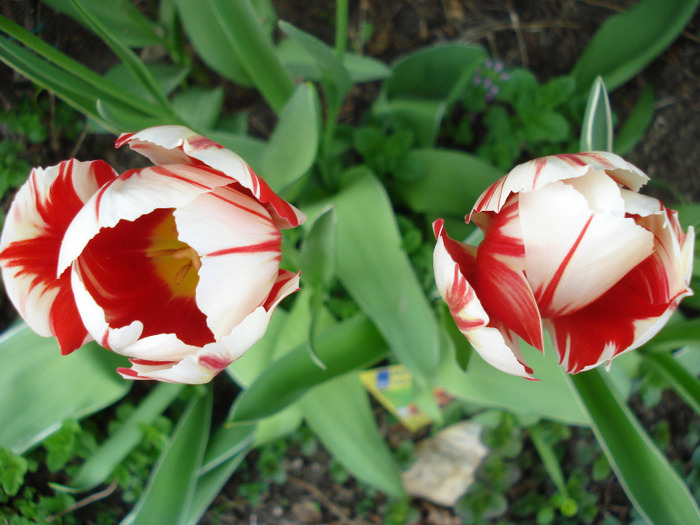Tulipa Happy Generation (2011, April 29)