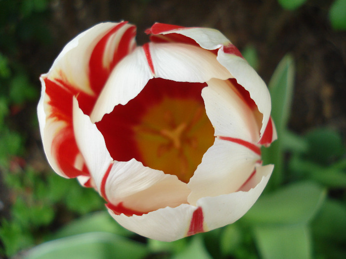 Tulipa Happy Generation (2011, April 29)