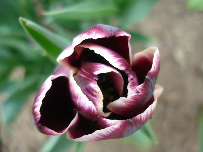 Tulipa Jackpot (2011, April 28)