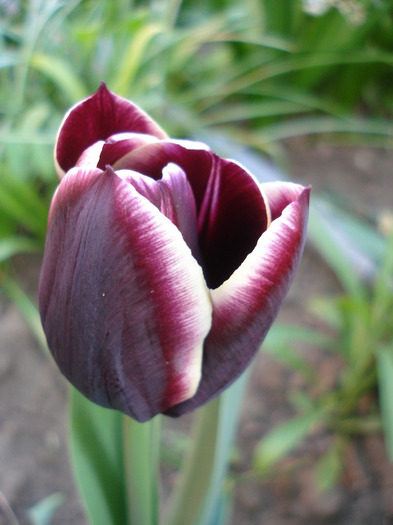 Tulipa Jackpot (2011, April 29) - Tulipa Jackpot