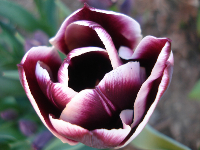 Tulipa Jackpot (2011, April 29) - Tulipa Jackpot