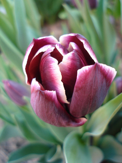 Tulipa Jackpot (2011, April 29)