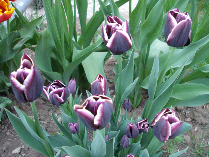Tulipa Jackpot (2011, May 01)