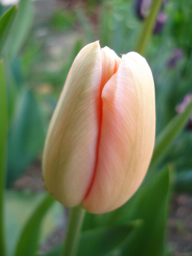 Tulipa Menton (2011, April 29) - Tulipa Menton