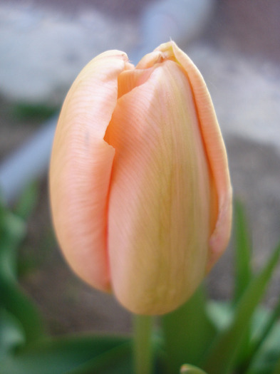 Tulipa Menton (2011, April 29) - Tulipa Menton