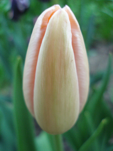 Tulipa Menton (2011, May 01) - Tulipa Menton