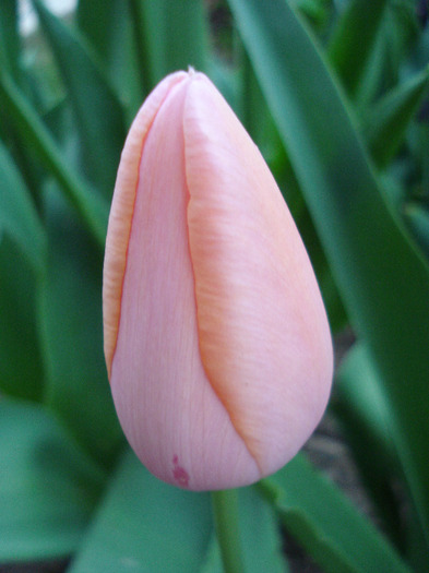 Tulipa Menton (2011, May 01)