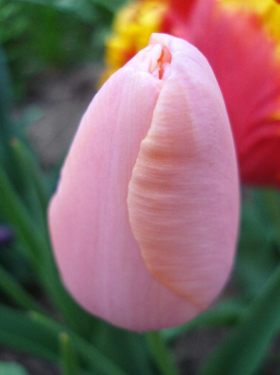 Tulipa Menton (2011, May 01) - Tulipa Menton