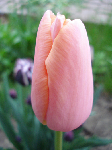 Tulipa Menton (2011, May 01) - Tulipa Menton