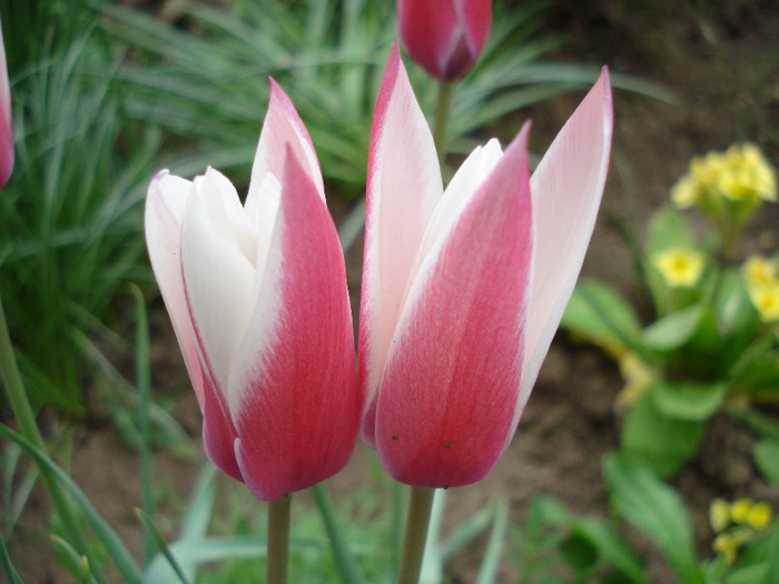 Tulipa Peppermint Stick (2011, April 28)