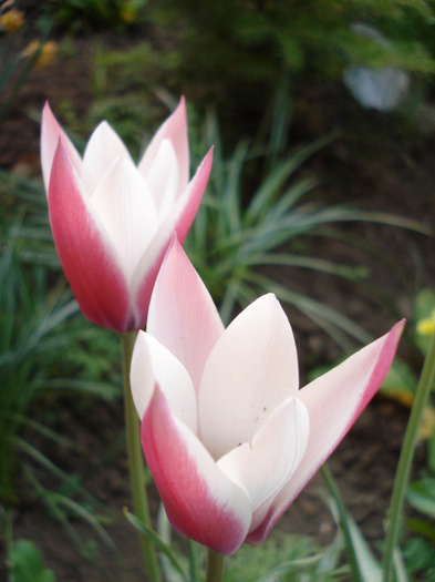 Tulipa Peppermint Stick (2011, April 29) - Tulipa Peppermint Stick