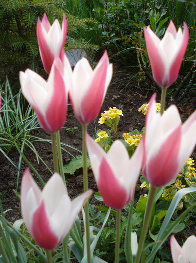 Tulipa Peppermint Stick (2011, April 29) - Tulipa Peppermint Stick