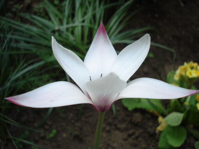 Tulipa Peppermint Stick (2011, April 29)