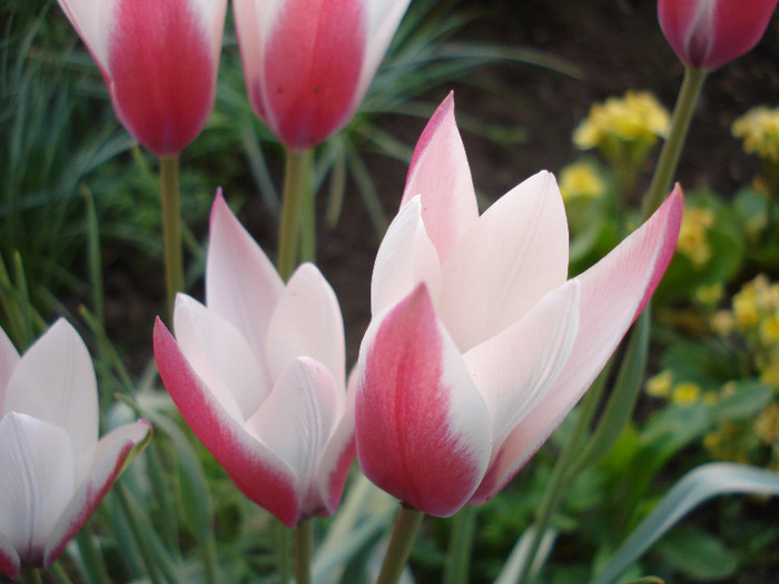 Tulipa Peppermint Stick (2011, April 29) - Tulipa Peppermint Stick